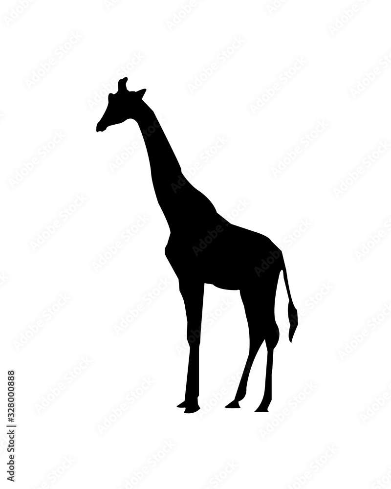 Fototapeta premium Giraffe on a White Background