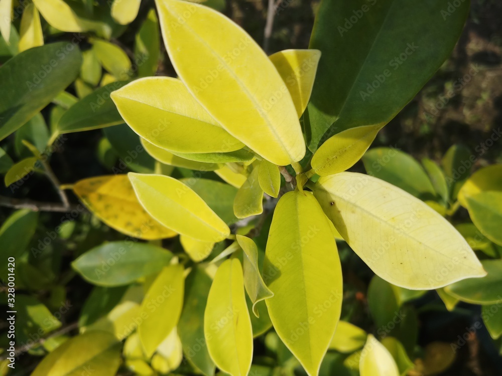 Obraz premium ficus plant in garden