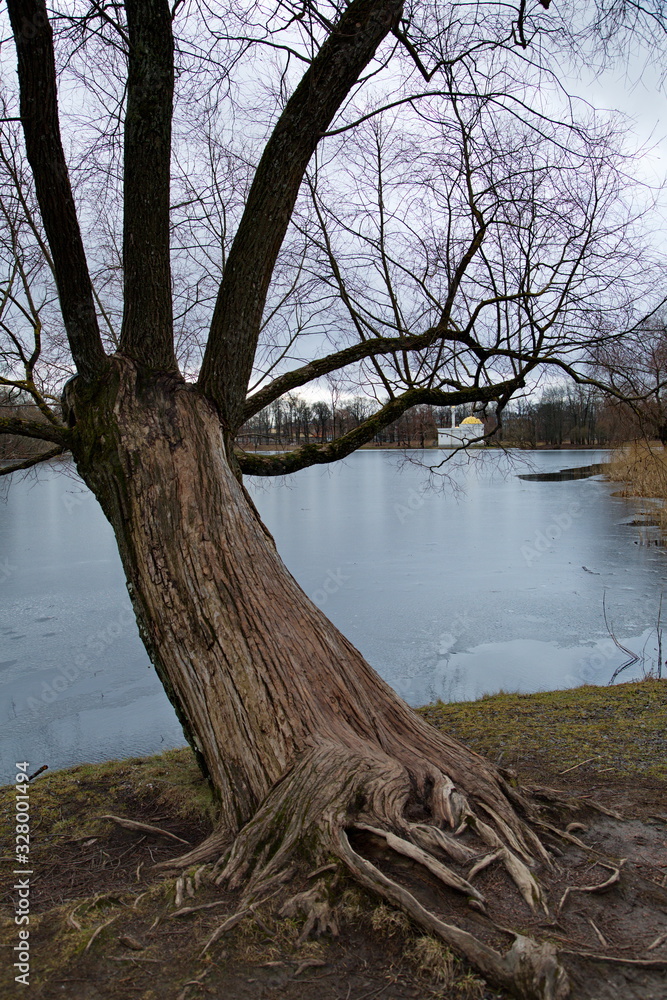 Old tree on the shore of the pond in the territory of the Catherine Park, Tsarskoye Selo, St. Petersburg, Russia. Old tree on the shore of the pond in the territory of the Catherine Park, Tsarskoye Selo, St. Petersburg, Russia.