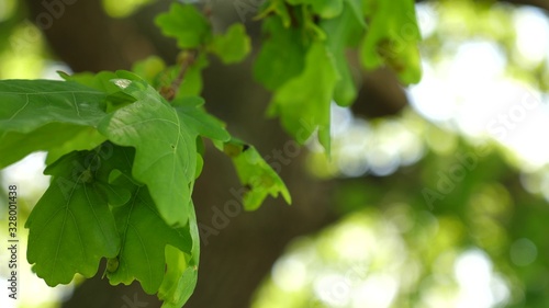 green oak leaves on branch. oak forest. tree in the park in summer, spring. Slow motion.