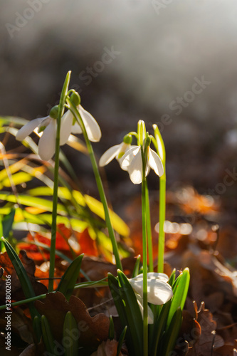 Snowdrop or common snowdrop (Galanthus nivalis) flowers. White snowdrops in the forest in the sunlight