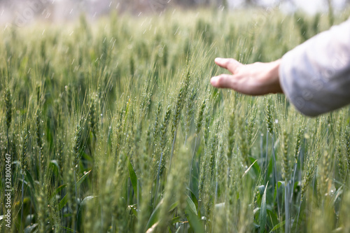 Photography Woman hand touch over the green field of barley