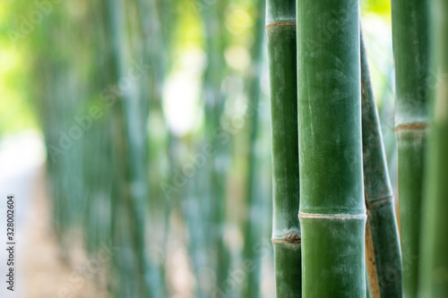 Bamboo Tree Closeup. The nature background of the Asian forest