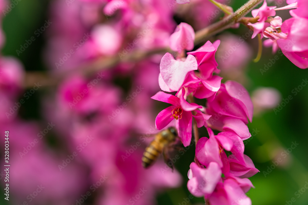 Selected focus on beautiful pink flowers with blurred bee and background Selected focus on beautiful pink flowers with blurred bee and background