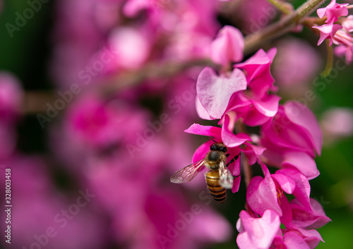 Selected focus on beautiful blooming sweet pink Maxican creeper flowers and bee with blurred background