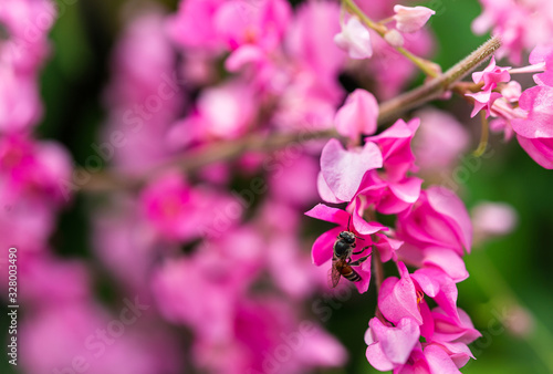 Bee around with beautiful sweet polygonaceae flowers