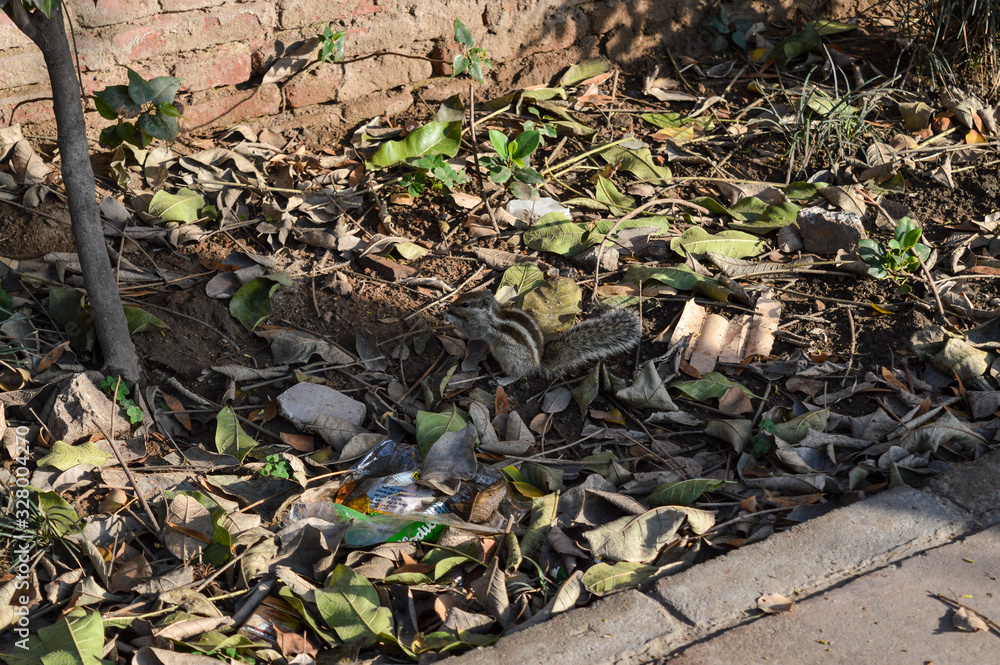 A squirrel is walking around for food on ground. A squirrel is walking around for food on ground.