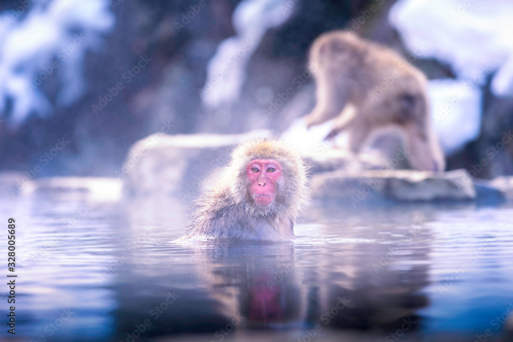 Naklejka premium Travel Asia. The Red-cheeked monkey is soaking in the water to relax the cold happily. During winter, You see monkeys soaking at Hakodate is popular hot spring. The snow monkeys soak in Japan.