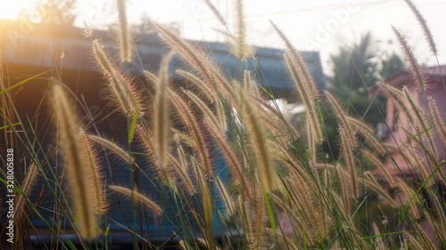 Bunch of crimson fountain grass