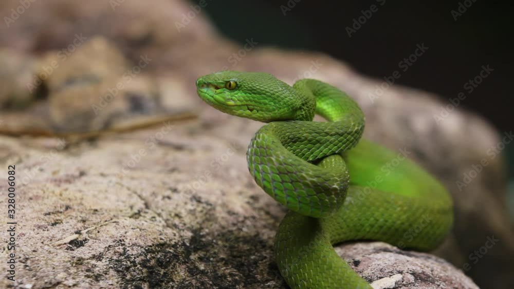 Green Viper Trimeresurus Albolabris is a venomous pit viper subspecies found in Indonesia and East Timor. Green Viper Trimeresurus Albolabris is a venomous pit viper subspecies found in Indonesia and East Timor.