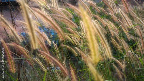 Bunch of crimson fountain grass