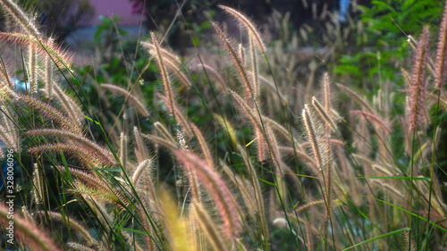 Bunch of crimson fountain grass