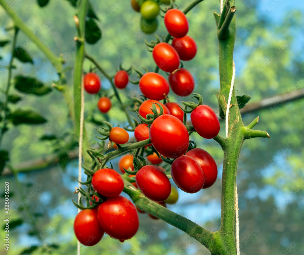 Tomatoes in the garden,Vegetable garden with plants of red tomatoes. ripe red cherries on the tree