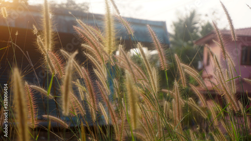 Bunch of crimson fountain grass