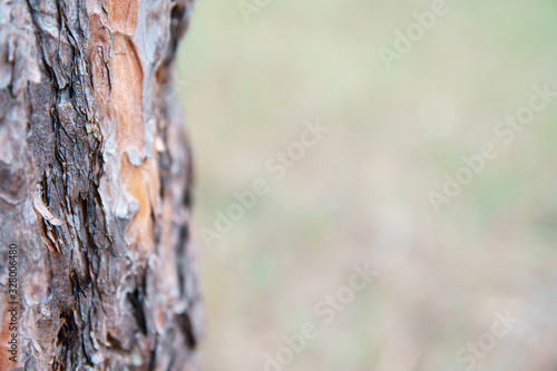 Trunk of tree with blurred background. Pine forest, close up with space for text.
