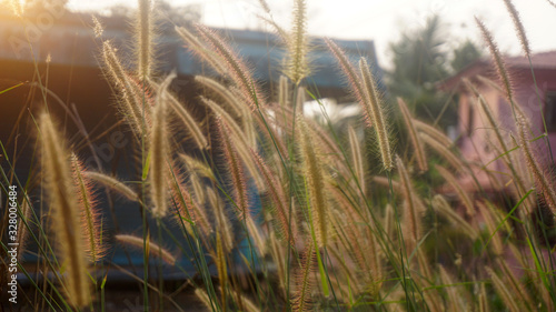 Bunch of crimson fountain grass