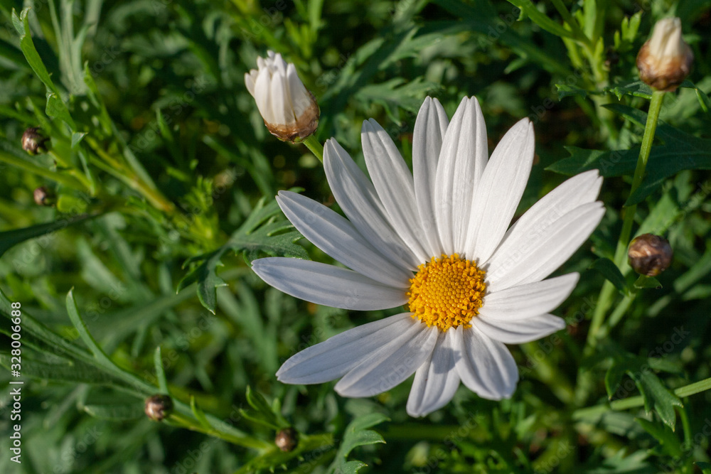 Obraz premium 白い花