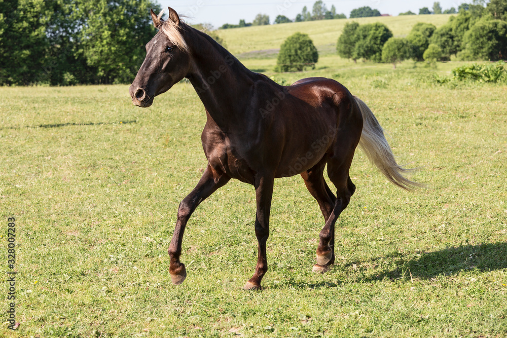 A silver-black horse breed Rocky mountains horse gallops across a field on a summer day A silver-black horse breed Rocky mountains horse gallops across a field on a summer day