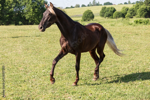 фотографія A silver-black horse breed Rocky mountains horse gallops across a field on a sum