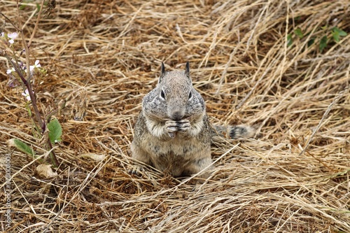 squirrel at Grand Canyon National Park, Arizona photo