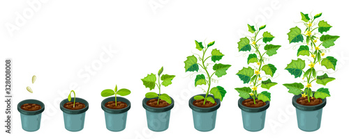 cucumber plants in pot. cucumber growth stages from seed to flowering and ripening. vector illustration of healthy plants life cycle isolated on white backdrop.organic gardening. city farm infographic