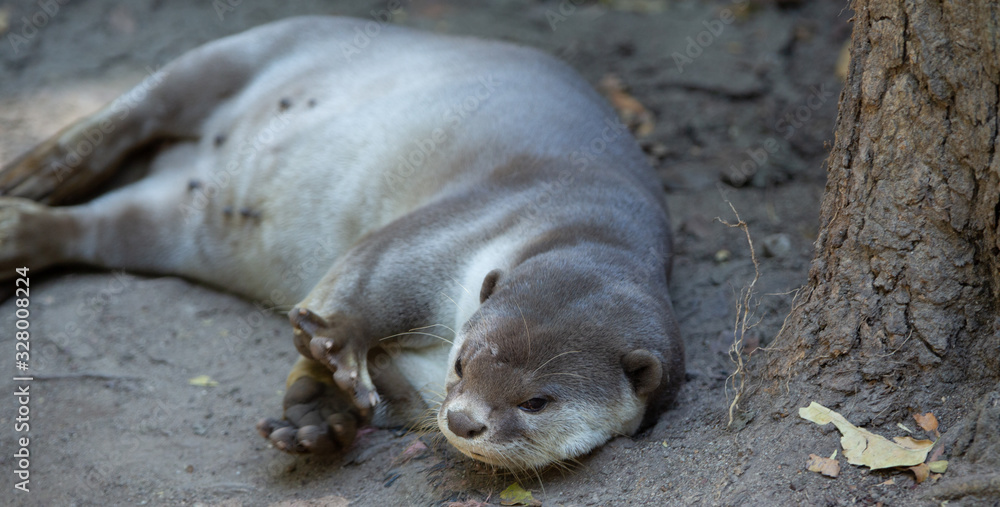 Fototapeta premium otter in zoo