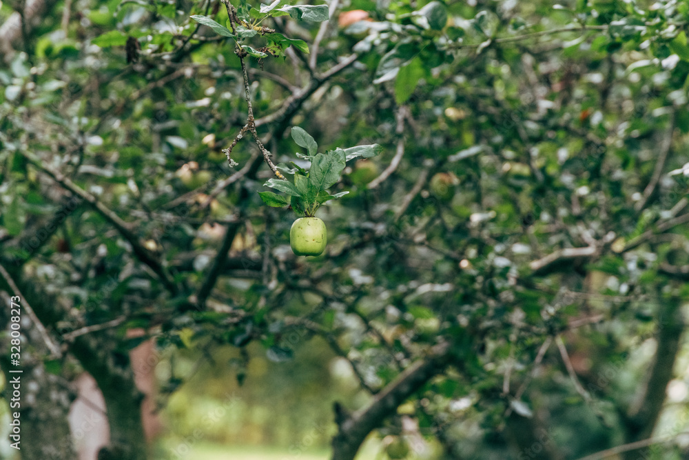 apples on a tree