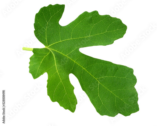 Fig leaf isolated on white background. top view