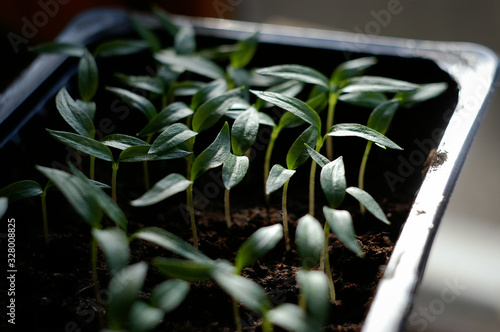 sweet pepper seedlings in a greenhouse