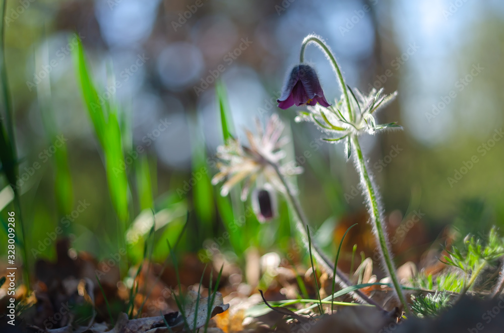Spring flowers. The bush of the first spring flowers in the forest. Flowers dream grass. Primroses. Spring flowers. The bush of the first spring flowers in the forest. Flowers dream grass. Primroses.