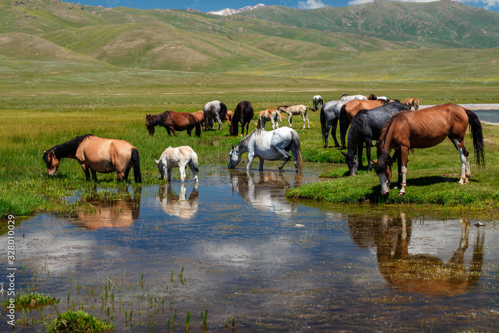 Fototapeta premium A herd of horses at a watering hole. Traditional pasture in the mountains of Kyrgyzstan. Sonkul lake
