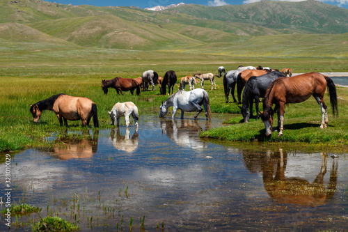 A herd of horses at a watering hole. Traditional pasture in the mountains of Kyrgyzstan. Sonkul lake