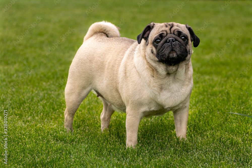 Pug portrait against green grass