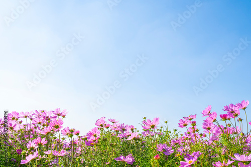 Pink cosmos fields with blue sky in sunny day. Nature background.