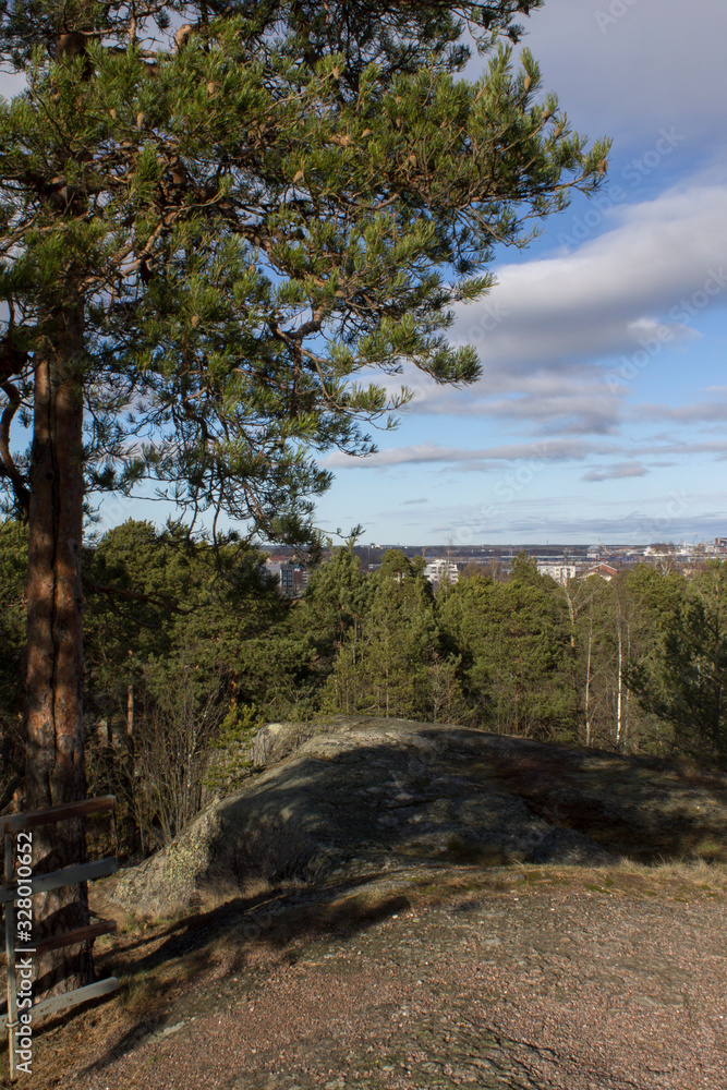 Fototapeta premium pine trees on rocks in Sunny weather
