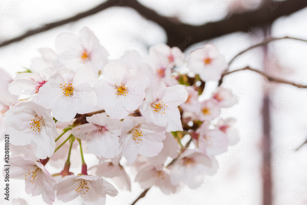 Beautiful pink cherry blossom in full bloom. japanese sakura. Beautiful pink cherry blossom in full bloom. japanese sakura.