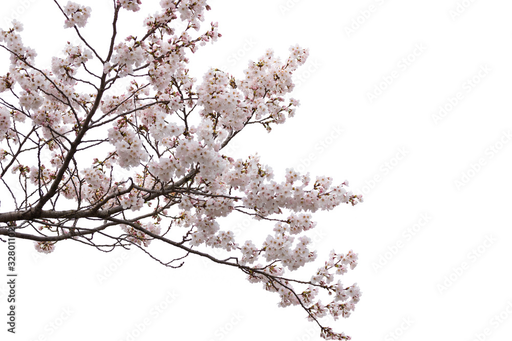 Beautiful pink cherry blossom isolated on white background
