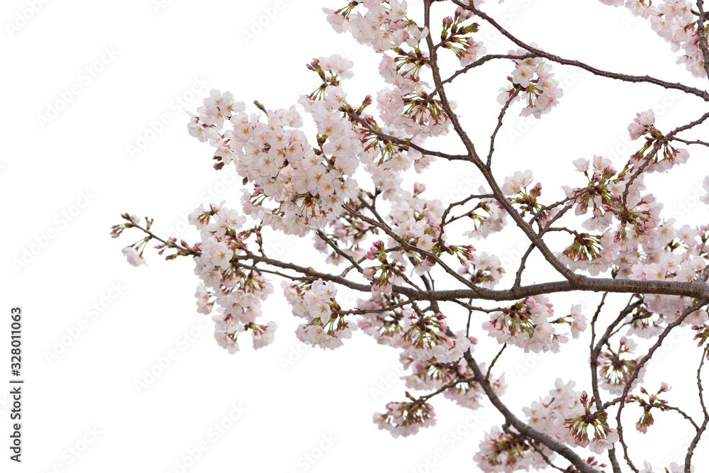 Beautiful pink cherry blossom isolated on white background Beautiful pink cherry blossom isolated on white background