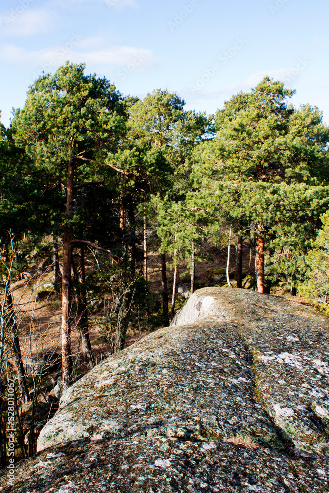 Fototapeta premium pine trees on rocks in Sunny weather