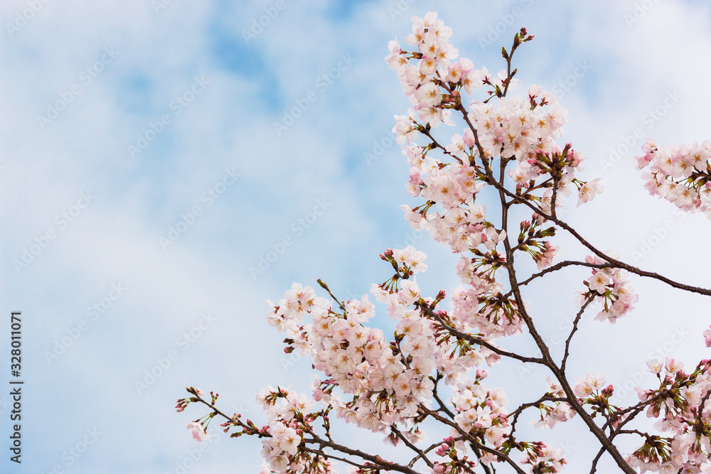 Beautiful pink cherry blossom in full bloom. japanese sakura. Beautiful pink cherry blossom in full bloom. japanese sakura.