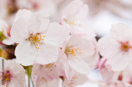 Beautiful pink cherry blossom in full bloom. japanese sakura.