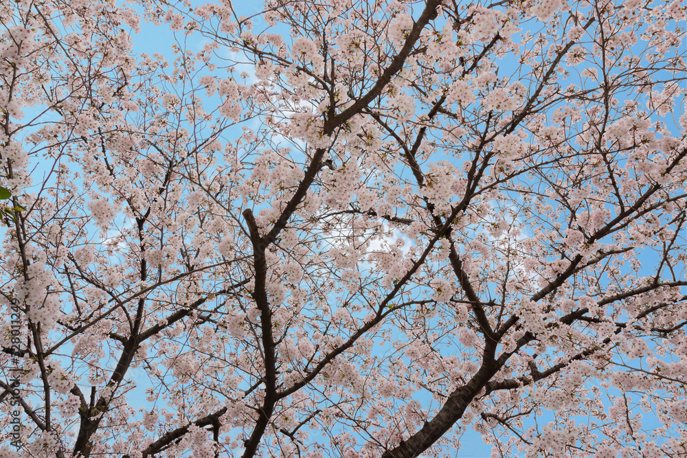 Beautiful pink cherry blossom in full bloom. japanese sakura. Beautiful pink cherry blossom in full bloom. japanese sakura.