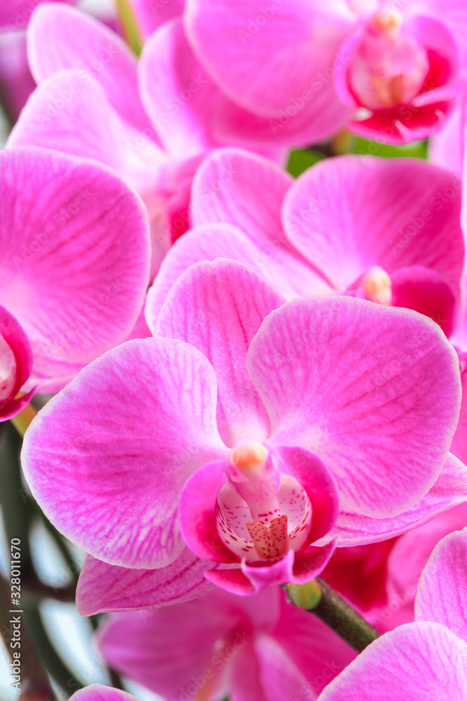 Obraz premium Pink orchid close up view background. - Image