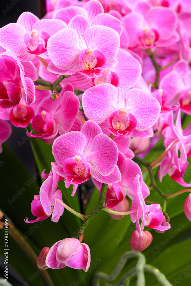 Pink orchid close up view on black background. - Image Pink orchid close up view on black background. - Image