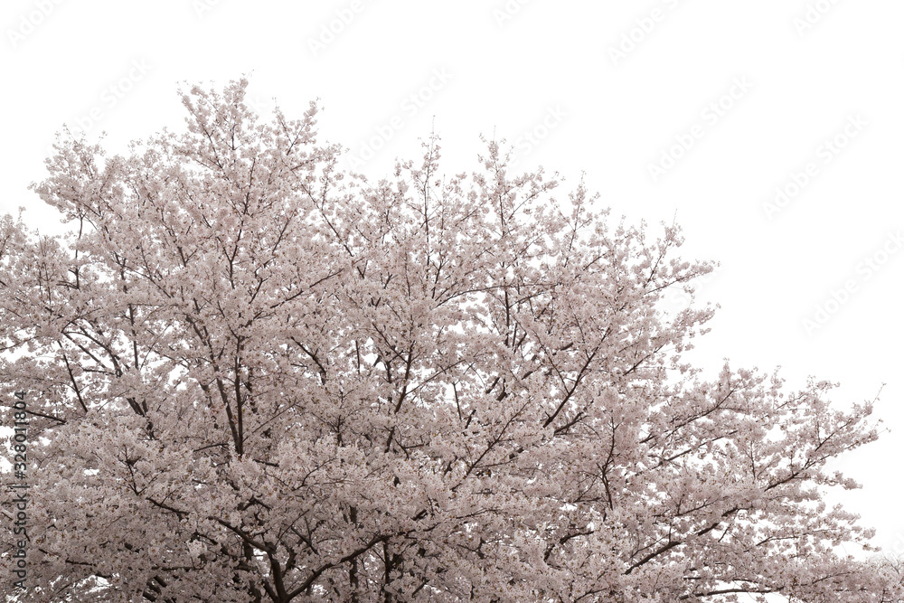 Beautiful pink cherry blossom isolated on white background Beautiful pink cherry blossom isolated on white background