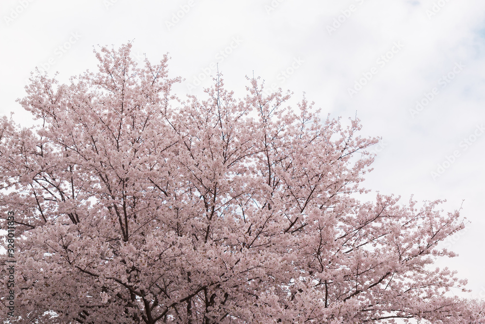 Beautiful pink cherry blossom in full bloom. japanese sakura. Beautiful pink cherry blossom in full bloom. japanese sakura.