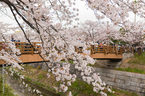Beautiful pink cherry blossom in full bloom. japanese sakura