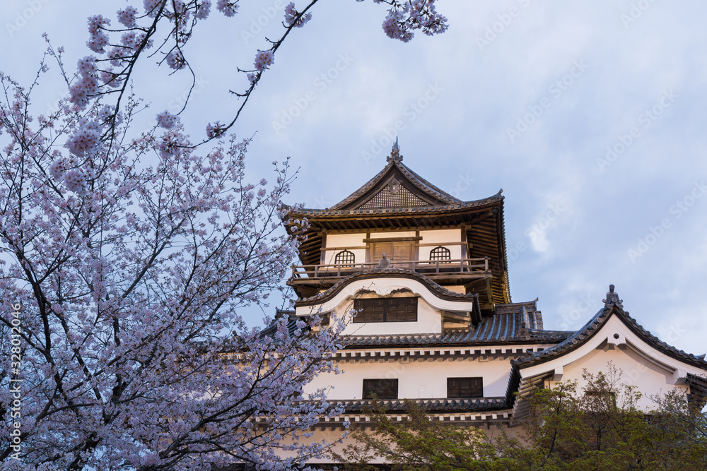 Fototapeta premium Inuyama castle with beautiful cherry blossom.