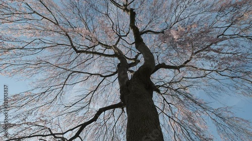 Tracking Shot Cherry Blossom Tree In Japan