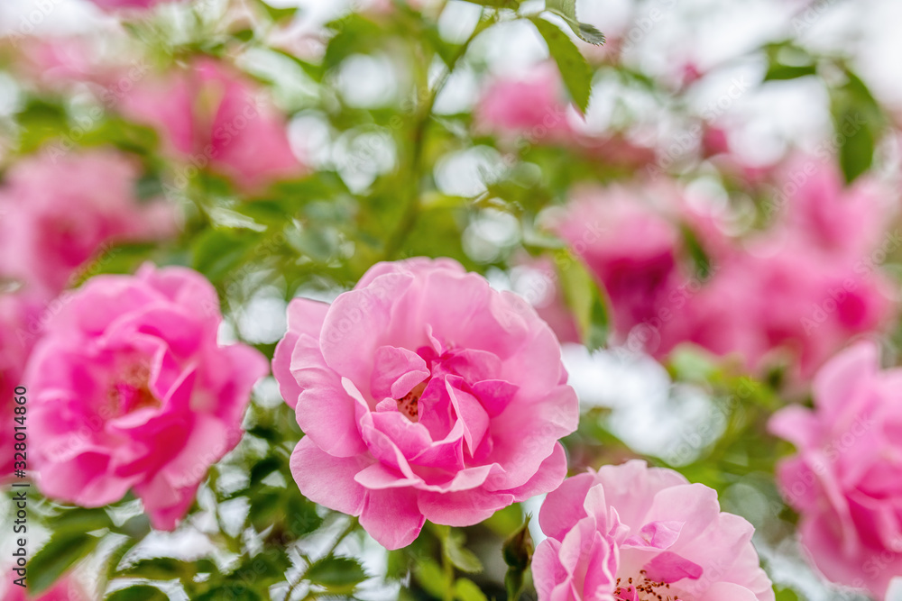 Garden roses close-up, summer time in garden. Flower concept Garden roses close-up, summer time in garden. Flower concept